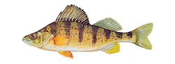 American Yellow Perch